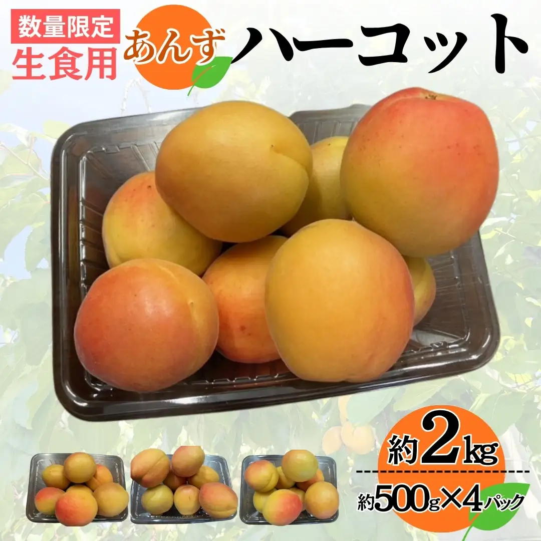 【2027年先行予約】生食用あんず  ハーコット 約500g×4パック| あんず