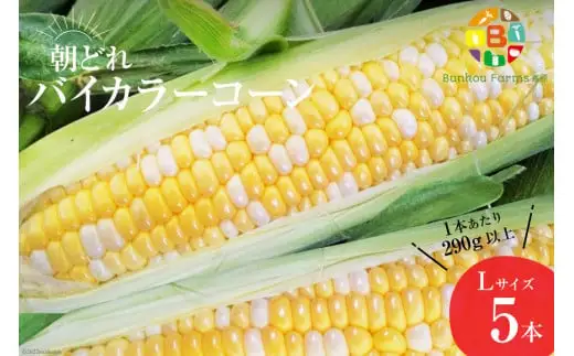 BG033 【令和9年度出荷分】 5月から出荷！「朝どれバイカラーコーン！」L×5本セット