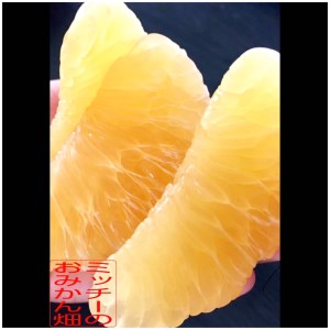 訳あり 家庭用 河内晩柑 愛南ゴールド 7.5kg ミッチーのおみかん畑 晩柑 かわちばんかん 和製 グレープフルーツ 果物 柑橘 フルーツ 特産品 お取り寄せ デザート 愛媛 美味しい ジューシー 中身で勝負 絶対的自信 (なくなり次第終了)