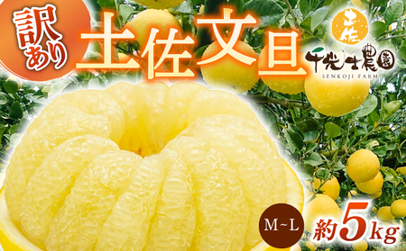千光士農園 土佐文旦 5kg 家庭用 文旦