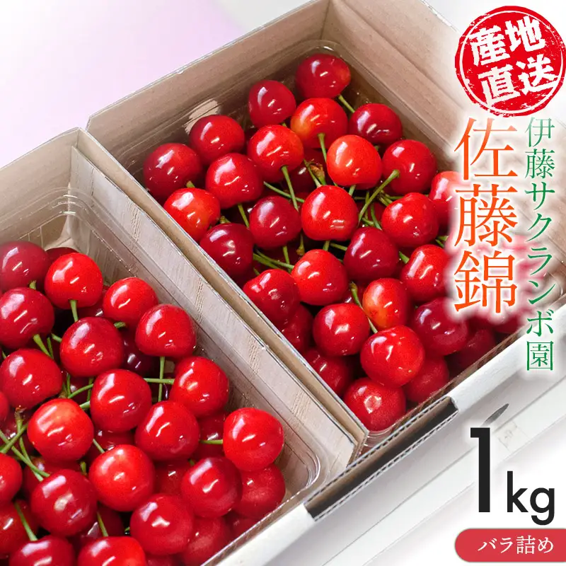 さくらんぼ「佐藤錦」バラ詰め 1kg（500g×2）山形県鶴岡産 伊藤サクランボ園 令和9年産 K-972