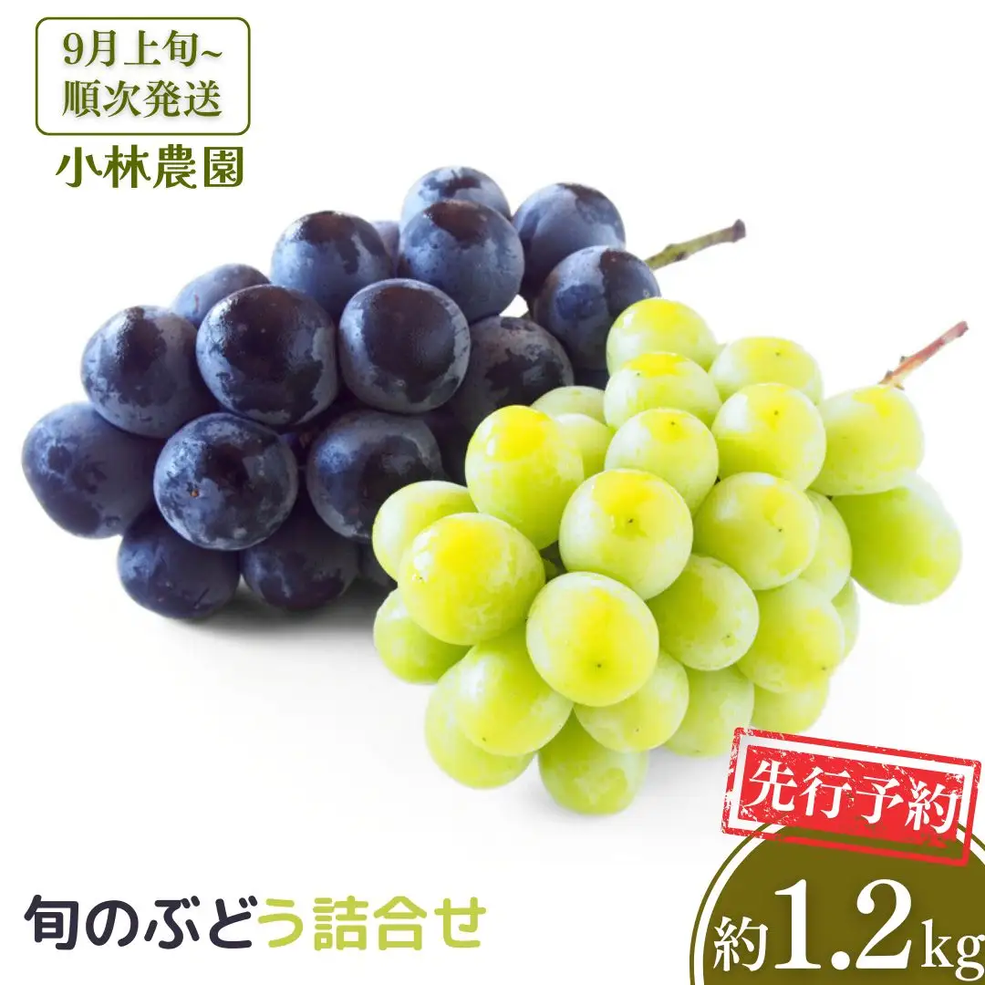 先行予約 旬のぶどう詰合せ 約1.2kg [9月上旬から発送予定] 令和8年度 シャインマスカット 季節のぶどう 新潟フルーツ 新潟県産 [小林農園] 【011P006】