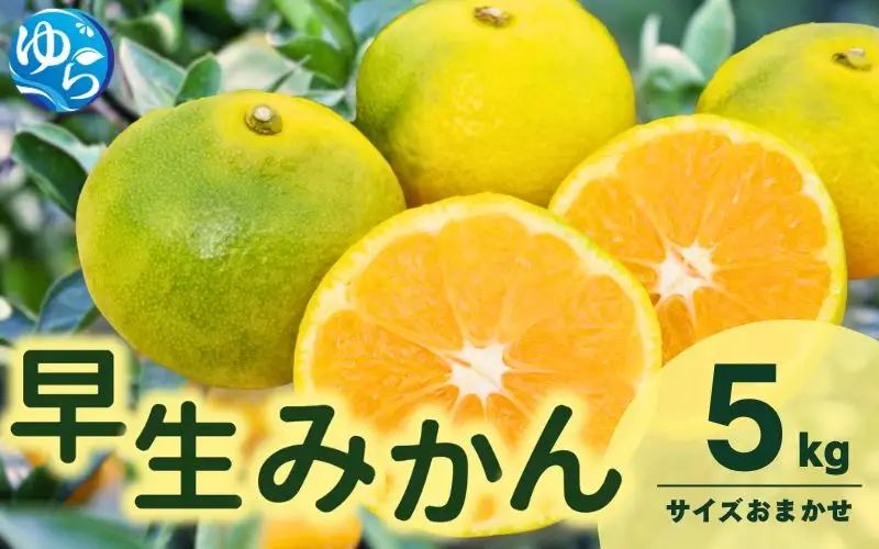 由良 早生 みかん (サイズおまかせ) 5kg ※2026年11月上旬～12月上旬に順次発送予定※北海道・沖縄・離島配送不可 / 温州みかん 甘い 柑橘 果物 和歌山 【eiw003-r-5】