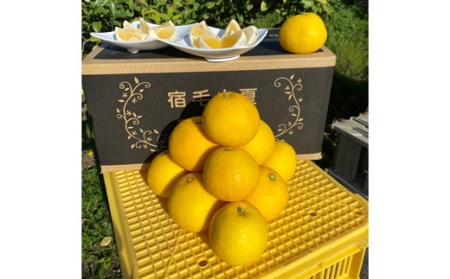 宿毛小夏 2kg 贈答用 小夏