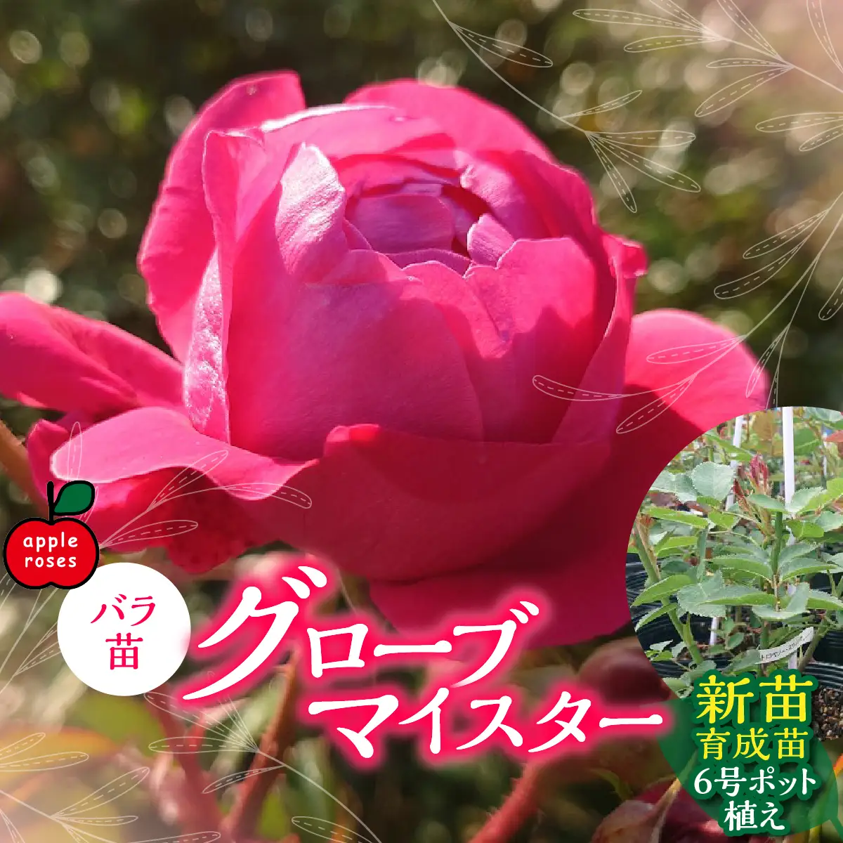 【Apple Roses】バラ苗『グローブマイスター』新苗育成苗6号ポット植え  HNNH015