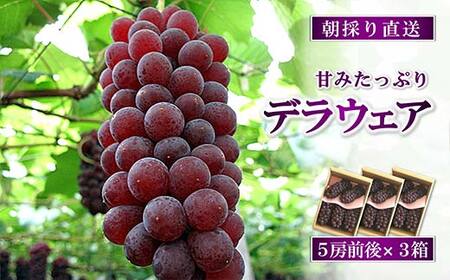 【令和9年産先行予約】 朝どりデラウェア 3箱 （1箱5房前後入り） 《令和9年7月中旬～発送》 『漆山果樹園』 葡萄 ぶどう ブドウ 種なし 新鮮 果物 フルーツ デザート 山形県 南陽市 ［703］