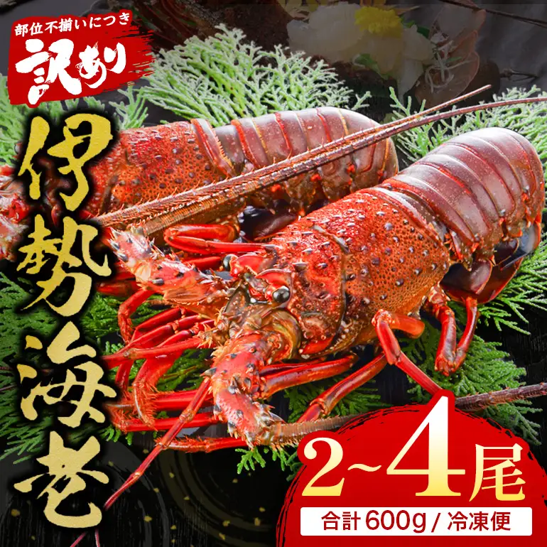 活冷伊勢えび 2～4尾（600g）バタバタしたら角と足がとれちゃいました
