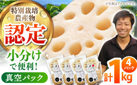 地元江北町産 れんこんパック 1kg（250g×4） [HAE013] 蓮根 レンコン 野菜