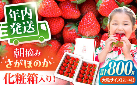 【先行予約】【11月下旬?12月発送】王様のいちごさがほのか400g×2箱むらおか農園 HAF002 いちご フルーツ 果物