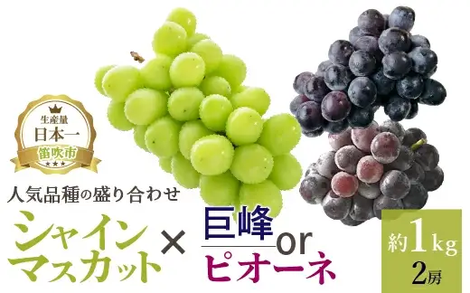 【2026年発送★先行予約】厳選!! 池田青果の【大人気ぶどう2種盛り合わせ】シャインマスカット・巨峰 or ピオーネ（1.0kg）173-002 | ぶどうセット 盛り合わせ 食べ比べ 巨峰 ピオーネ シャインマスカット 大人気 山梨県産 |