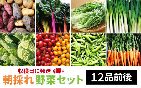 【 福岡県 糸島産 】 朝採れ 野菜 セット （ 12品 前後 ） 《糸島》【オーガニックナガミツファーム】 	[AGE023]