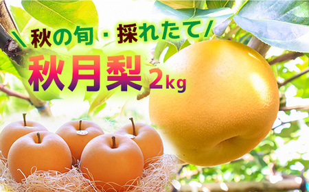 【2026年収穫】森本果樹園の秋月梨 2㎏