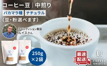 中煎り コーヒー 豆 250g × 2袋 （ 豆 ・ 粉 選べます ） ニカラグア産 ラベンディション農園 マラカツーラ種 ナチュラル 《糸島》 【COFFEE UNIDOS】 [AQF001]