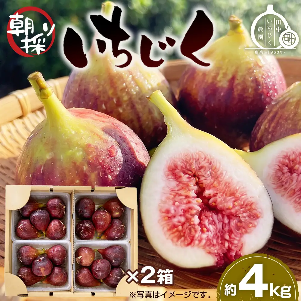 いちじく 朝採り 【2026年配送】　約4kg No.281