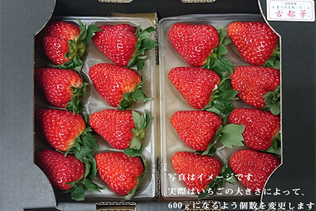 奈良県橿原市産のあまさが特徴のいちご「古都華（ことか）」（600g以上） ※2027年1月～発送