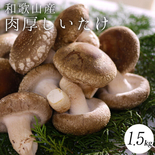 最高級 肉厚椎茸 清流椎茸 1.5kg【しいたけ シイタケ 椎茸 生椎茸 国産 和歌山産】_DM6001n