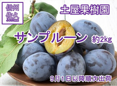 プルーン 約２kg 【先行予約・2026年9月5日～25日出荷】（北海道、沖縄、離島配送不可）サンプルーン 信州 果物 旬彩 期間限定 長野県 生 フルーツ