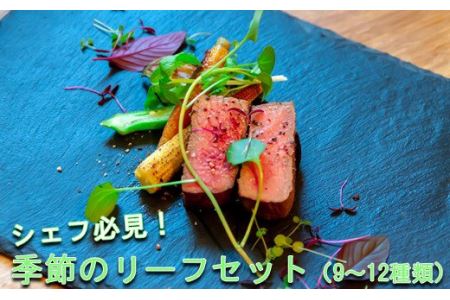 シェフ必見！季節のリーフセット（9～12種類） 【479】