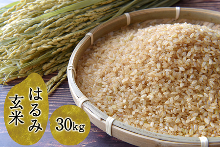 [11月上旬より順次発送] 令和8年産 はるみ 玄米 30kg [1185]