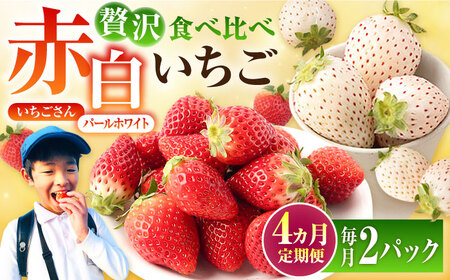 【先行予約 2027年1月～発送】【4回定期便】食べ比べ！いちごさん＆パールホワイト定期便 いちご IBG012