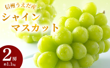 シャインマスカット 大房 約1.1kg 特産 シャインマスカット