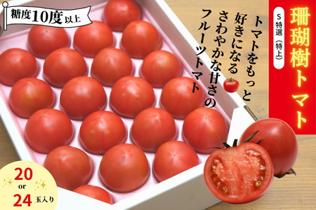 珊瑚樹トマト S特選 約1kg 糖度10度以上 2027年 5月発送 トマト