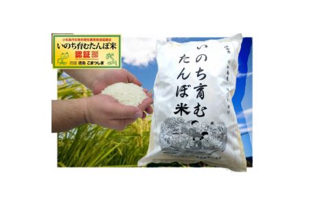 お米 白米 コシヒカリ 5kg 国産 徳島県 たんぼ米 