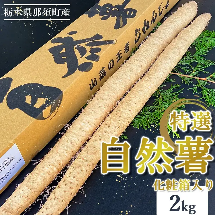 那須町産 自然薯 2kg 化粧箱入り | とろろ〔P-352〕 ※2026年12月～発送
