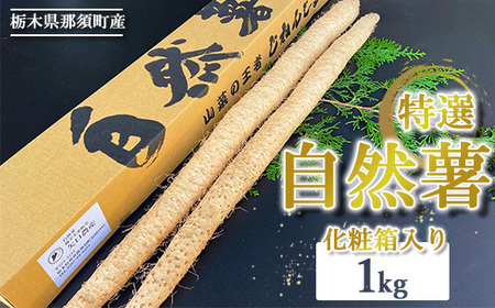 那須町産 自然薯1kg 化粧箱入り ◇ | 贈り物 とろろ とろろご飯 山芋 健康 国産 産地直送 那須 栃木県 那須町〔P-351〕 ※2026年12月～発送