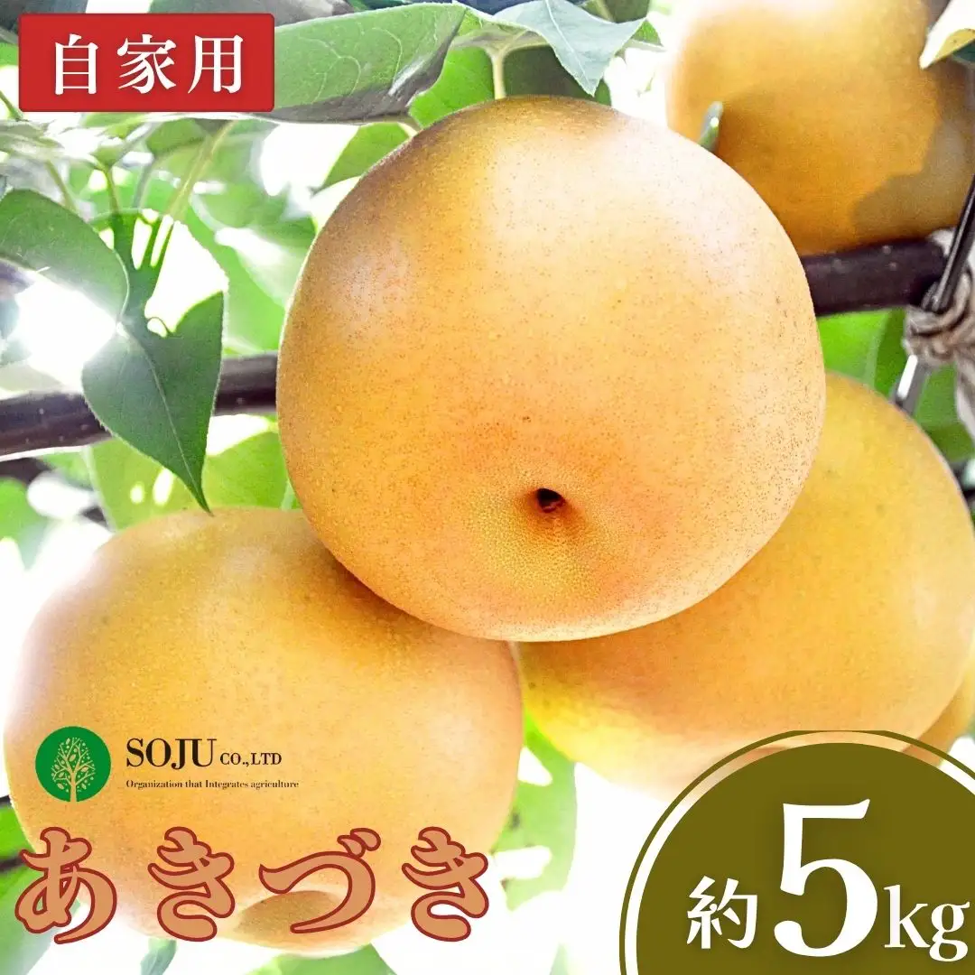和梨 あきづき 自家用 約5kg 令和8年度 新潟フルーツ 新潟県産