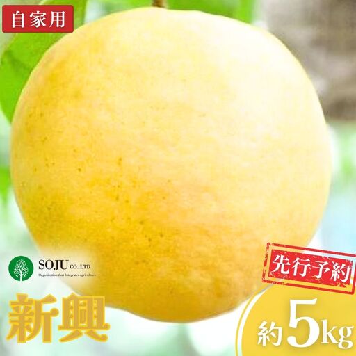 先行予約 和梨 新興 自家用 約5kg 令和8年度 新潟県産 梨 三条果樹専門家集団