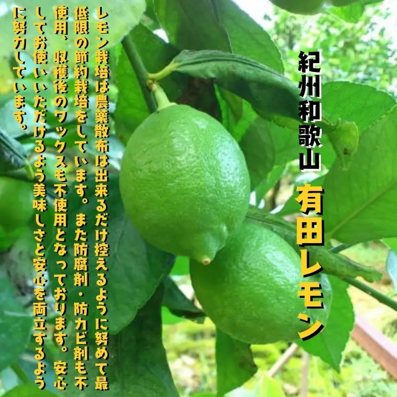 【国産】紀州和歌山 有田レモン 3kg+200g(痛み補償分) ※2026年9月下旬～2027年3月下旬に順次発送【ard032B】