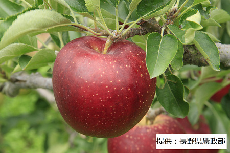 【10月上旬発送予定】長野産の深紅のりんご 秋映～あきばえ～ 1箱(5㎏) 003-006