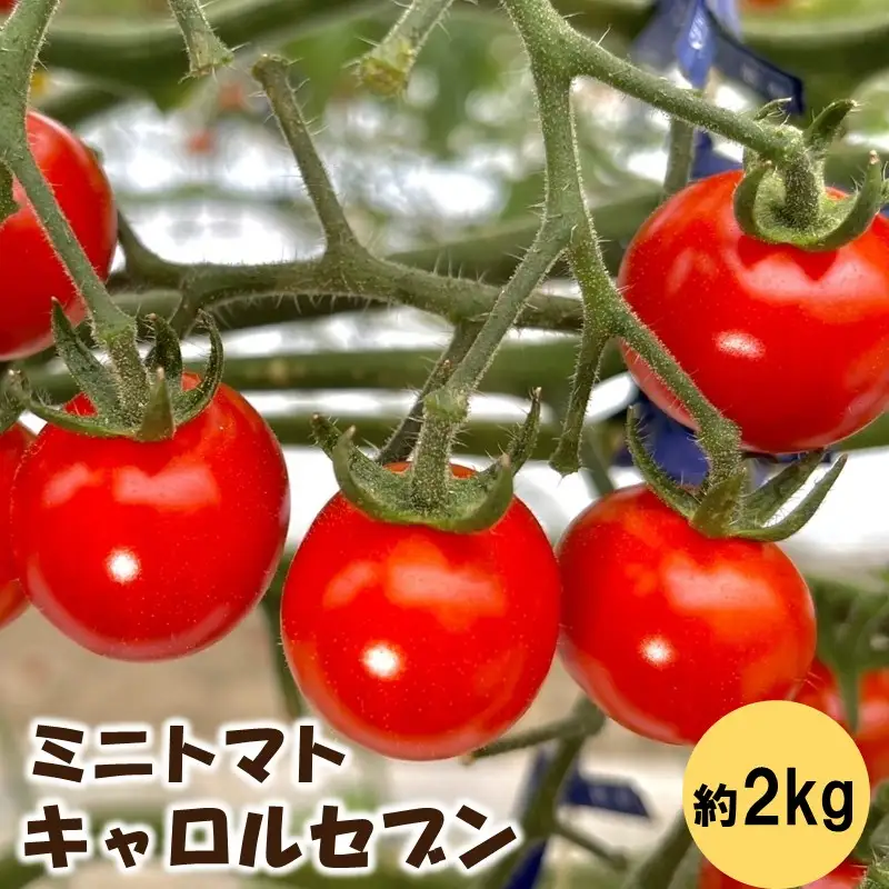 ミニトマト（キャロルセブン）2kg≪先行予約2026年12月より順次発送予定≫【0910-4】