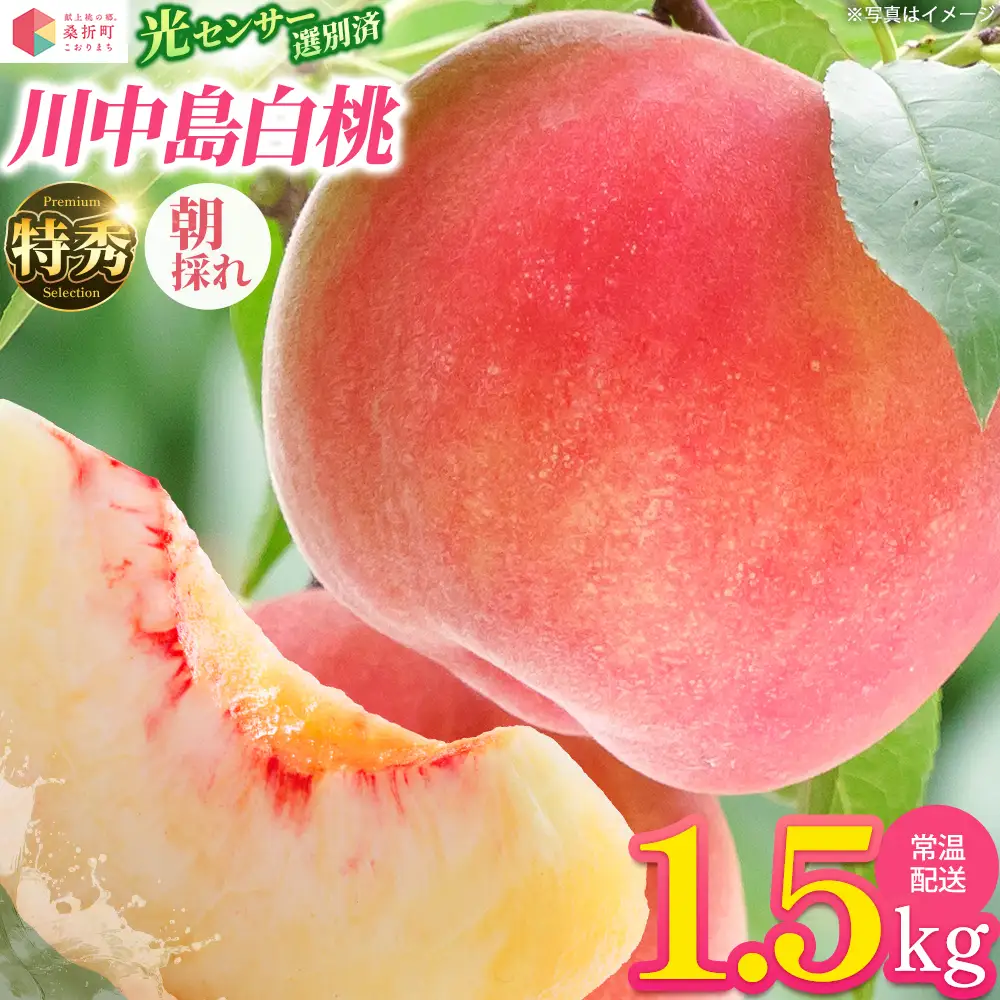 もも【川中島白桃・2026年産】特秀1.5kg　桑折町産　JAふくしま未来　桃　献上桃の郷　【07301-0138】