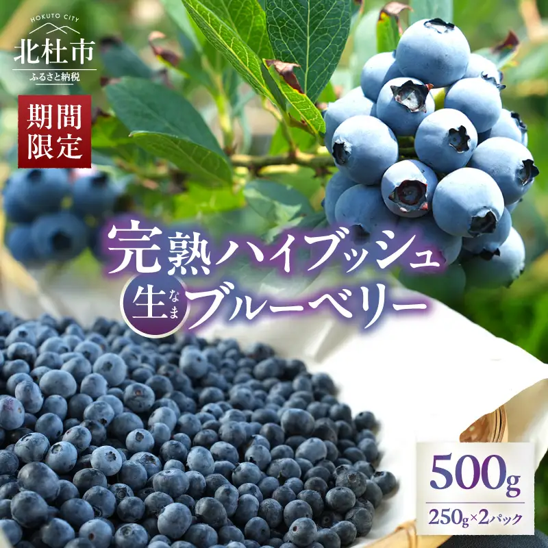 【2027年先行予約】大きく甘い、完熟ハイブッシュブルーベリー 500g（250g×2パック） [h186]