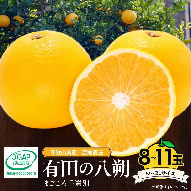 【2027年先行予約】和歌山県産 有田の八朔 (はっさく) 8～11玉【M～2Lサイズ】まごころ手選別 _ZE6356n