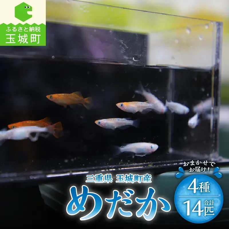 三重県玉城町産 めだか 4種 14匹 [魚 観賞用]