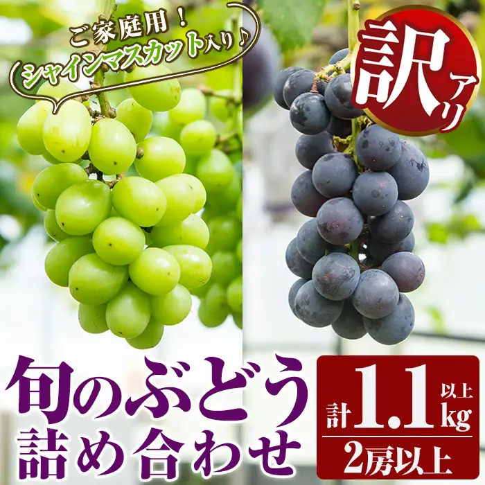 A0-248 ＜先行予約受付中！2026年8月下旬～10月末までの間に発送予定＞《訳あり・数量限定》シャインマスカット入り旬のぶどう・ご家庭用詰め合わせ(計1.1kg以上・2房以上)【二月田ぶどう園】