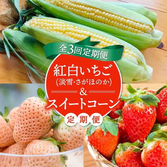 【先行予約】【3回定期便】いちごとスイートコーンの定期便 いちご とうもろこし [IZZ016]