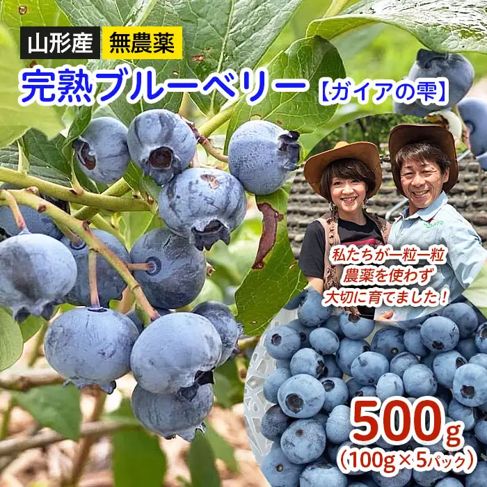 山形産 無農薬 完熟ブルーベリー【ガイアの雫】500g(100g×5パック)【令和8年産先行予約】FS24-500 くだもの 果物 フルーツ 山形 山形県 山形市 2026年産