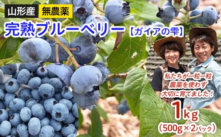 山形産 無農薬 完熟ブルーベリー【ガイアの雫】1kg(500g×2パック)【令和8年産先行予約】FU22-309 くだもの 果物 フルーツ 山形 山形県 山形市 2026年産