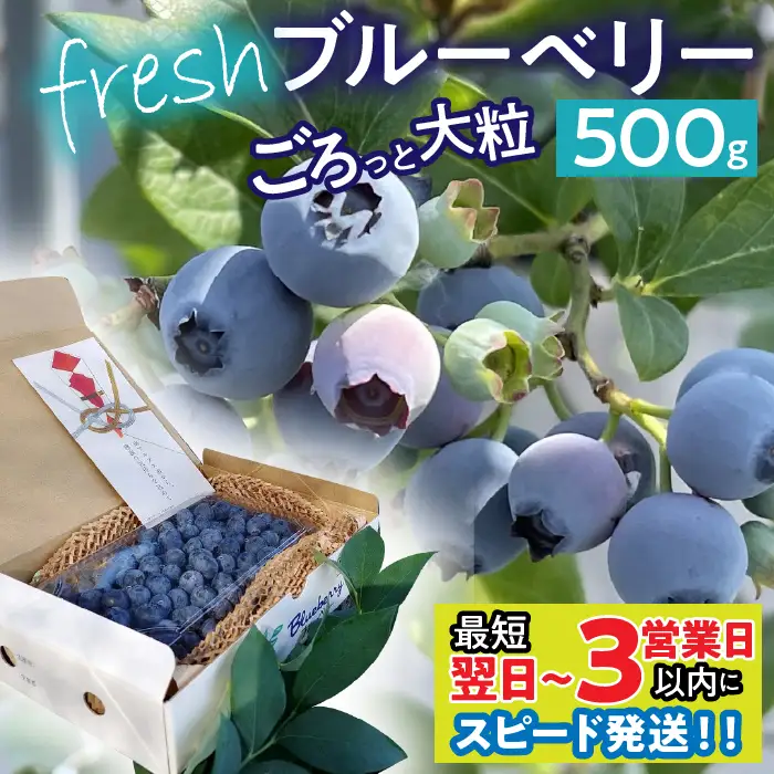 【最短寄付翌日～3営業日以内に発送！】南アルプス市産【農薬不使用】ごろっと大粒フレッシュブルーベリー 500g入り ALPBL002
