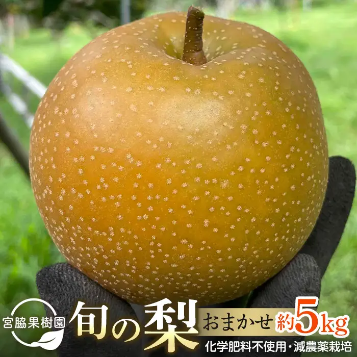【2026年8月下旬以降より発送】旬の梨おまかせ約5kg・6-14玉（自家製有機肥料・減農薬・化学肥料無使用）