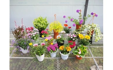 お楽しみ季節の鉢植え（大）