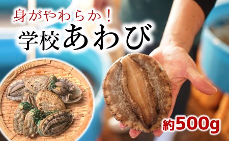 小さな漁村の小学校で育てた養殖アワビ（約500g）