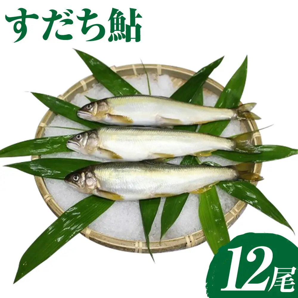すだち鮎 12尾 