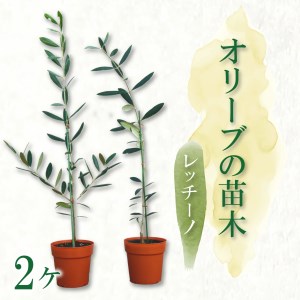 オリーブ 苗木 2本 セット レッチーノ 植物 鉢植え オリーブ
