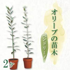 オリーブ 苗木 2本 セット ペンドリーノ 鉢植え 植物 鉢植え