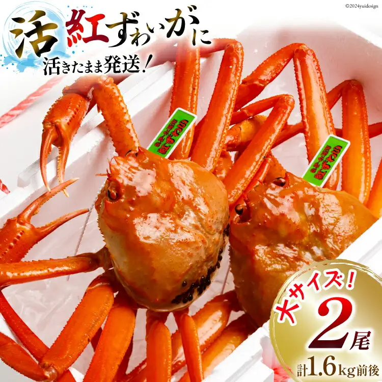 【能登半島 漁協直送】 活 紅ズワイガニ 2尾（大サイズ）（計1.6kg前後）